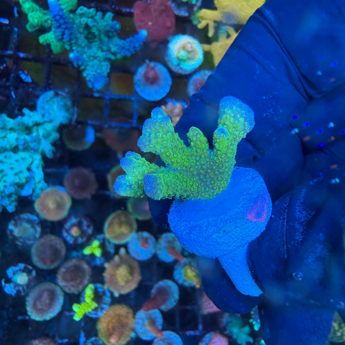 WYSIWYG Green Montipora Digitata