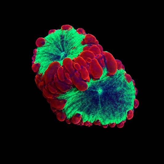 WYSIWYG Ultra Blasto Coral Frag