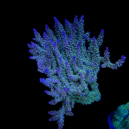 WYSIWYG AS Golden Locs Acropora Coral Colony