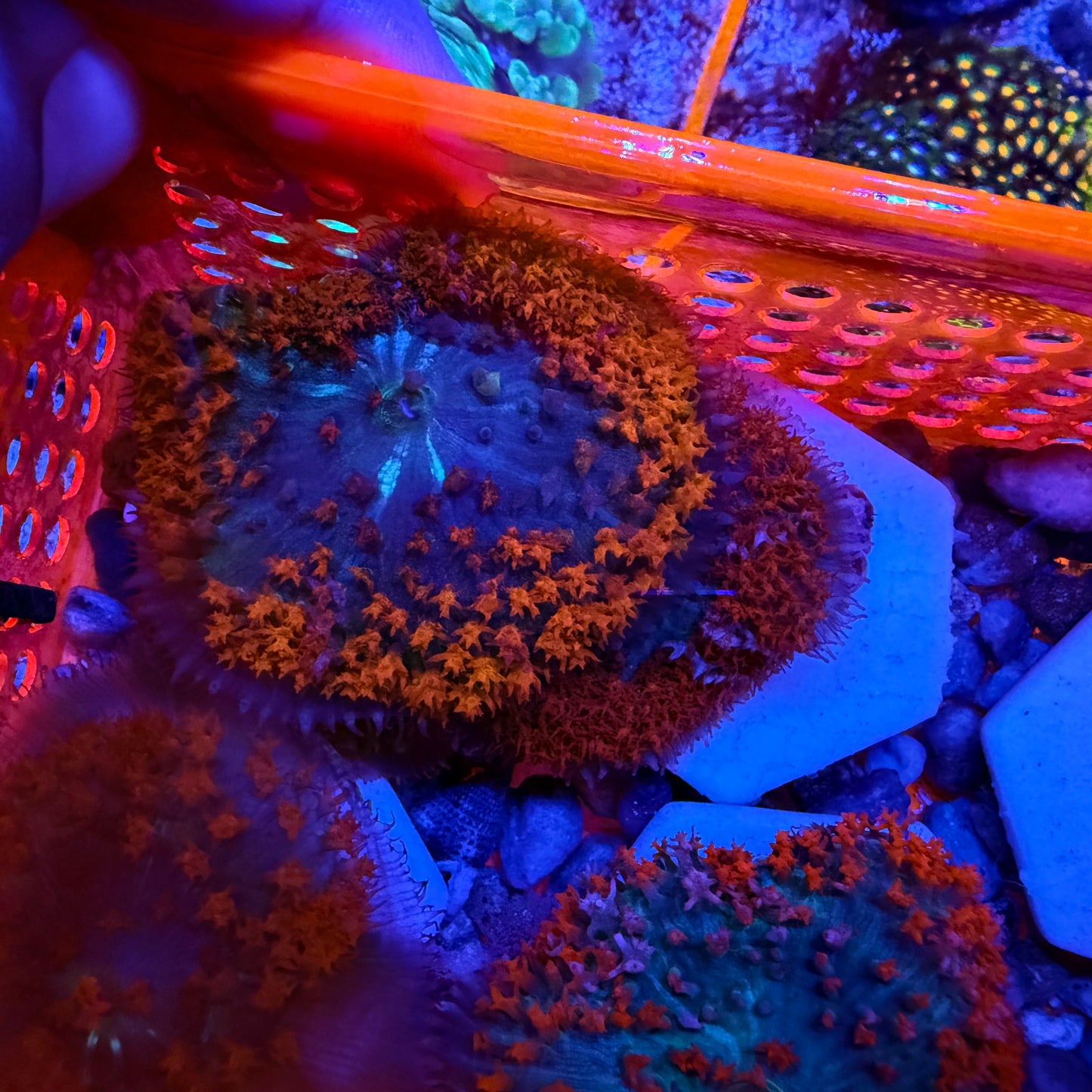 Saint Thomas Mushroom