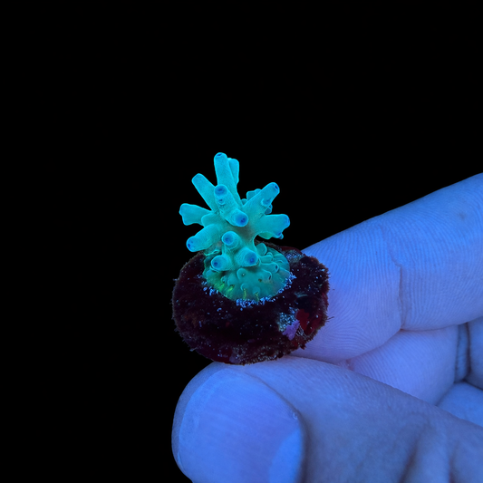 WYSIWYG ORA Hawkins Coral Frag