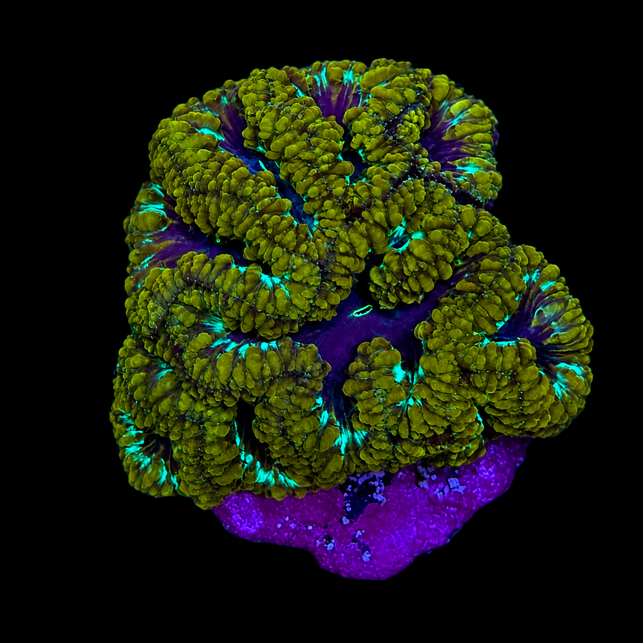 WYSIWYG Golden Blasto Coral