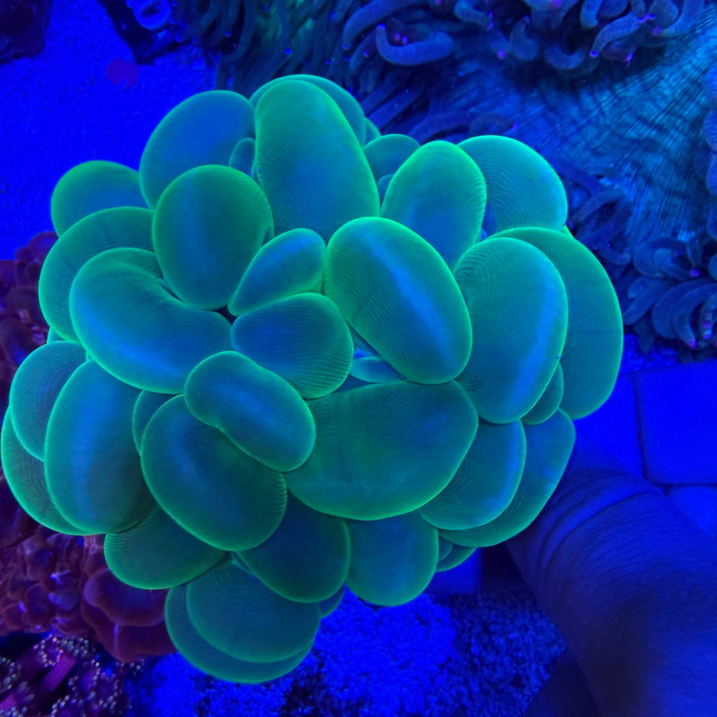WYSIWYG Green Bubble Coral