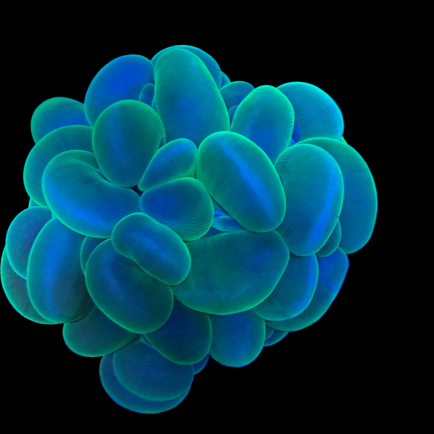 WYSIWYG Green Bubble Coral