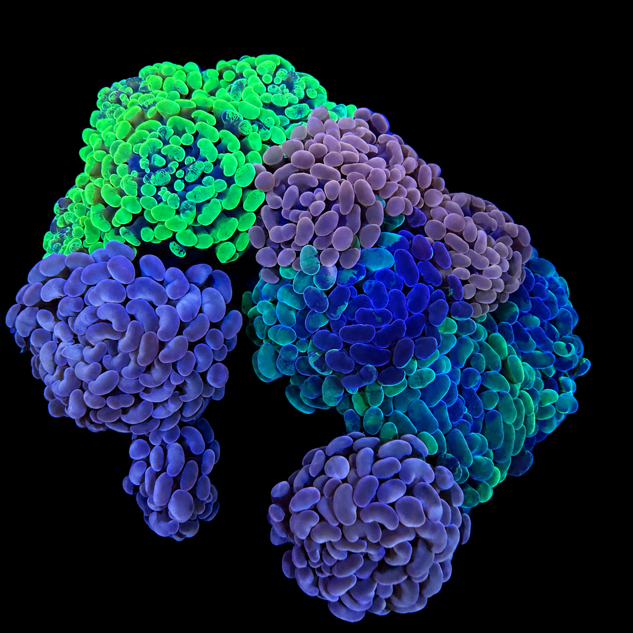 WYSIWYG Hammer Coral Garden
