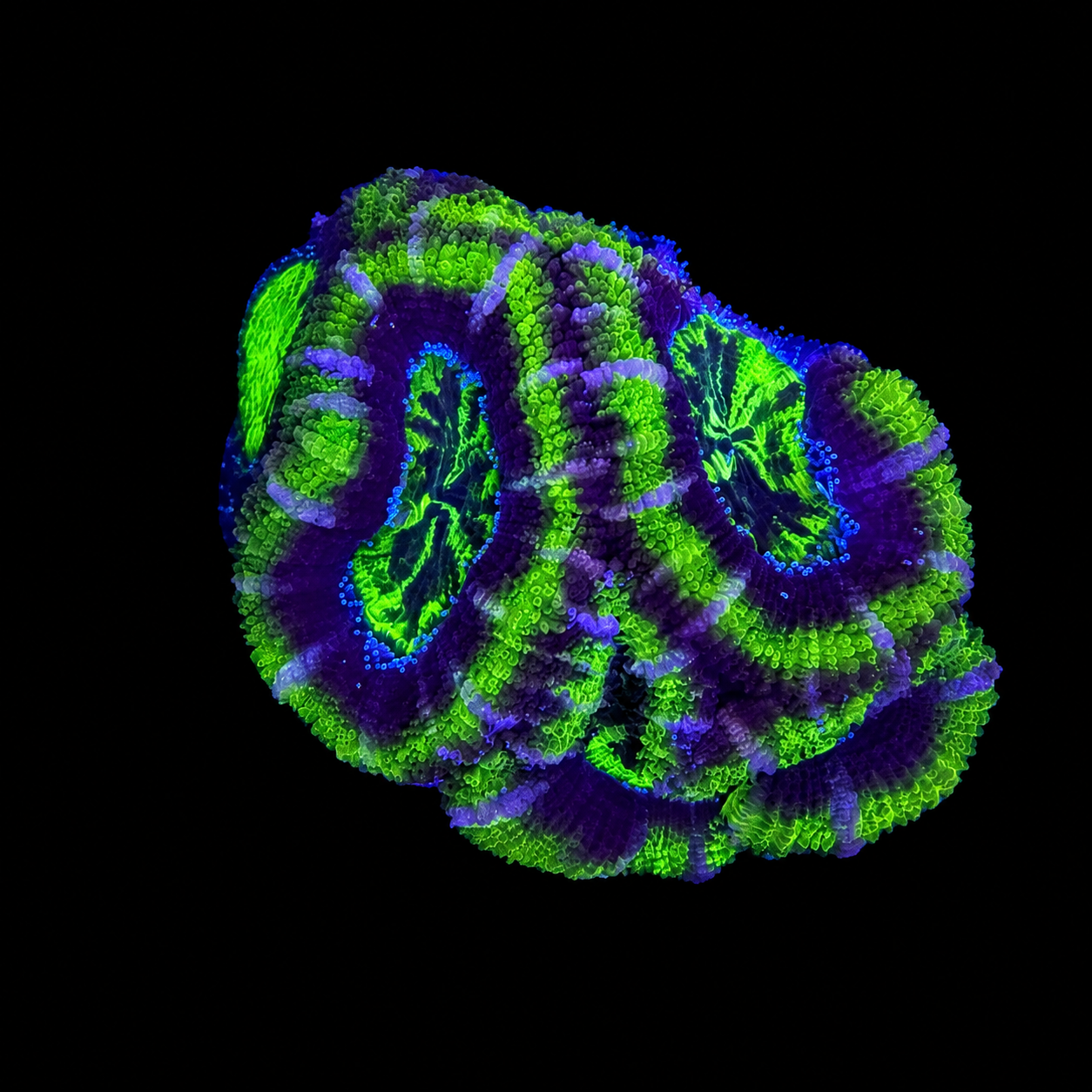 WYSIWYG High Grade Acan Coral