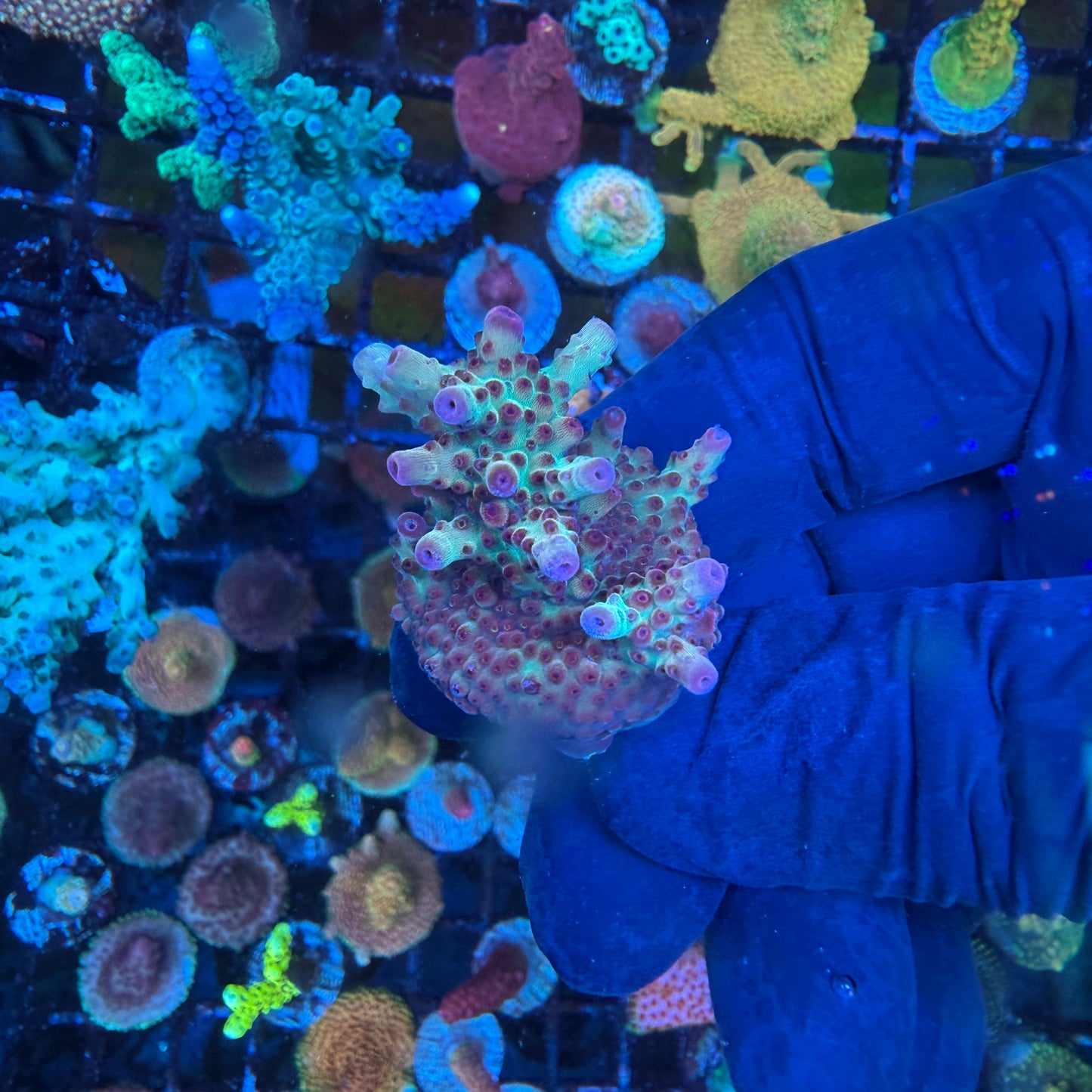 WYSIWYG AS Joker Acro Lg