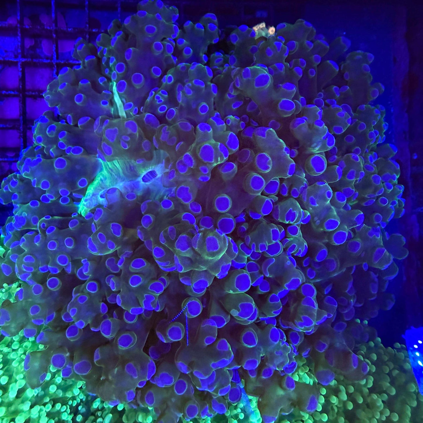 WYSIWYG Purple Tip Frogspawn Coral