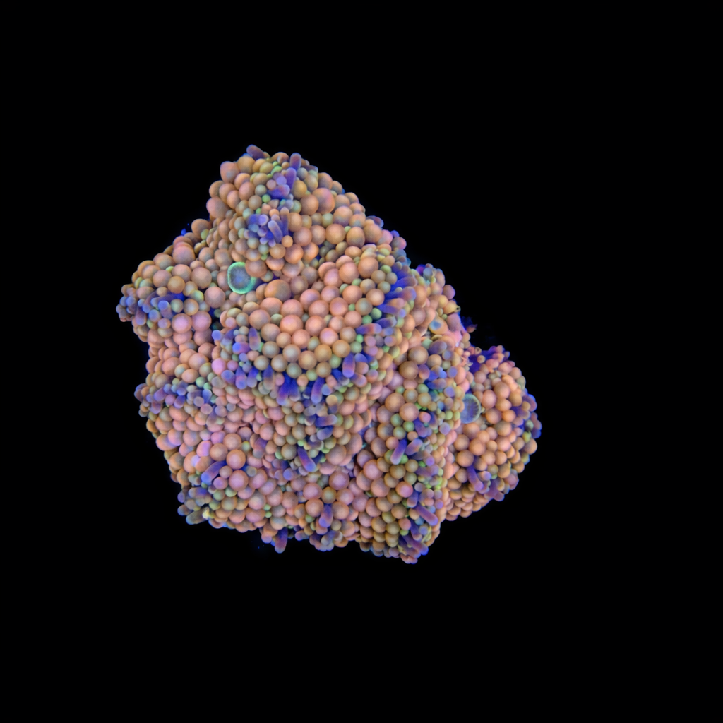 WYSIWYG Ricordea Muchroom Coral Cluster