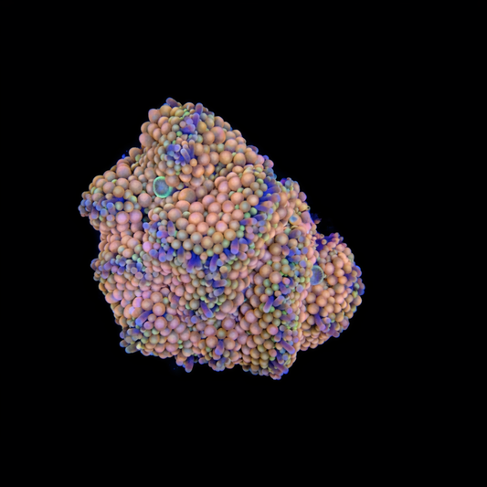 WYSIWYG Ricordea Muchroom Coral Cluster
