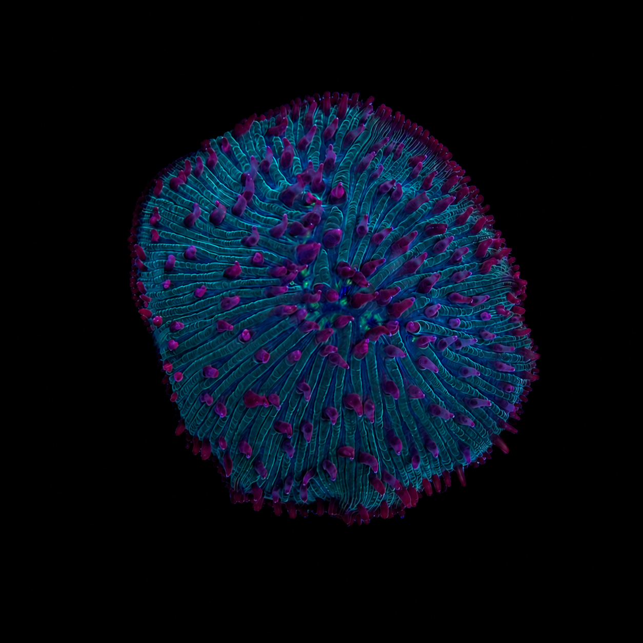 WYSIWYG Pink Tentacle Plate Coral