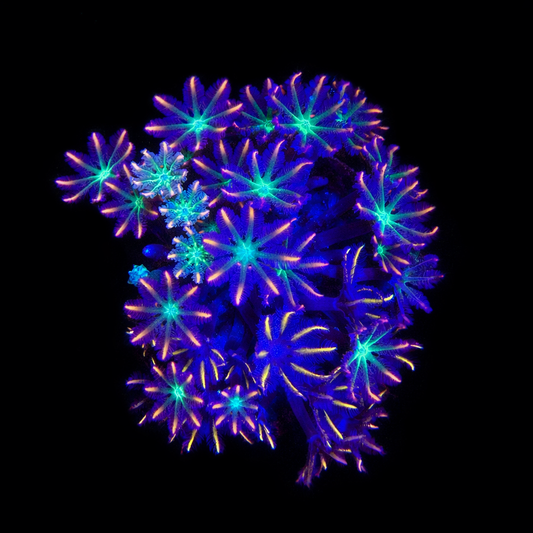 WYSIWYG Ultra Clove Polyp coral