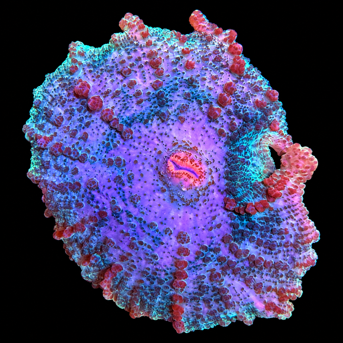 WYSIWYG Watermelon Umbrella Mushroom Coral