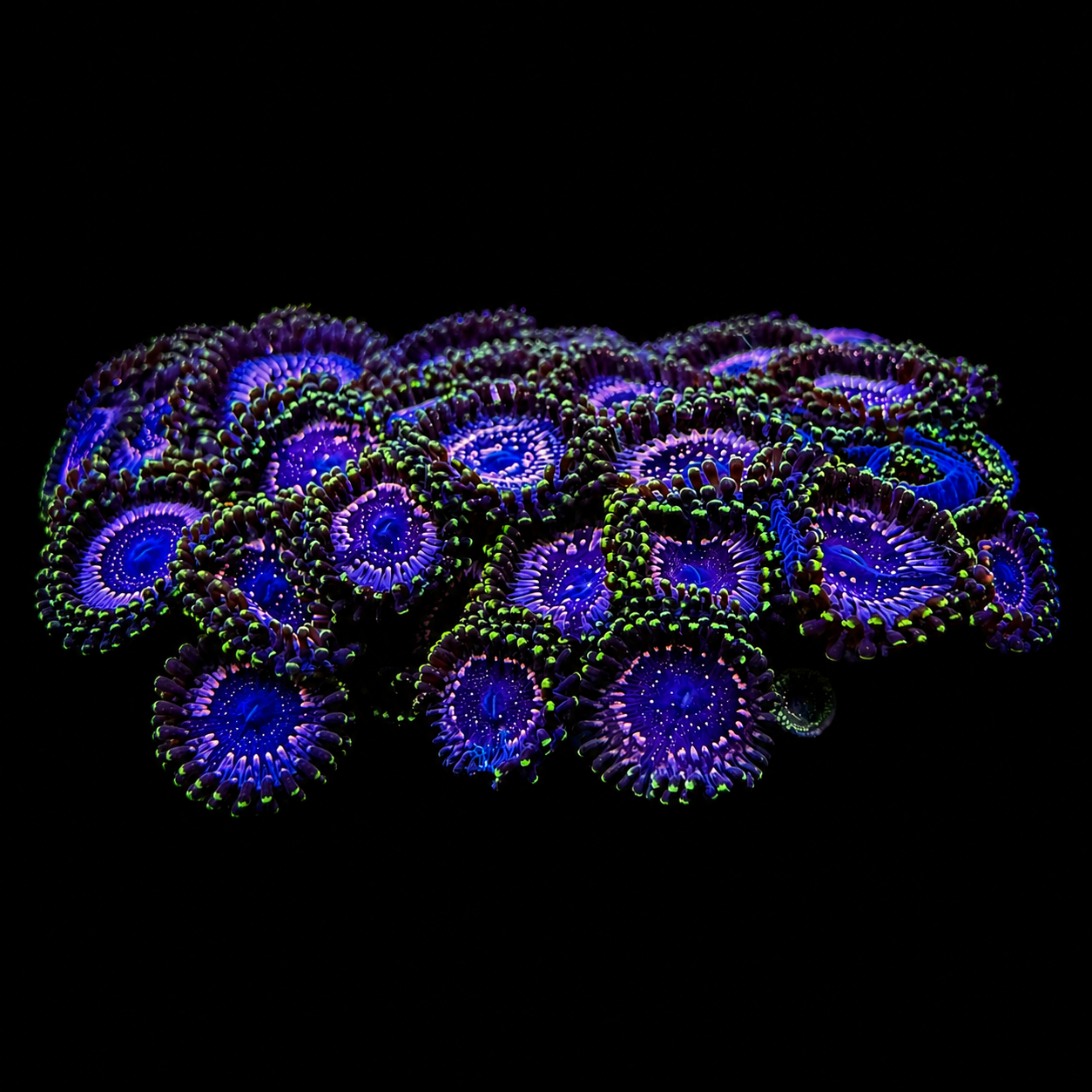 WWC Tasers Zoanthids Coral