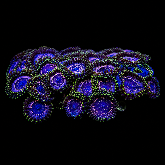 WWC Tasers Zoanthids Coral