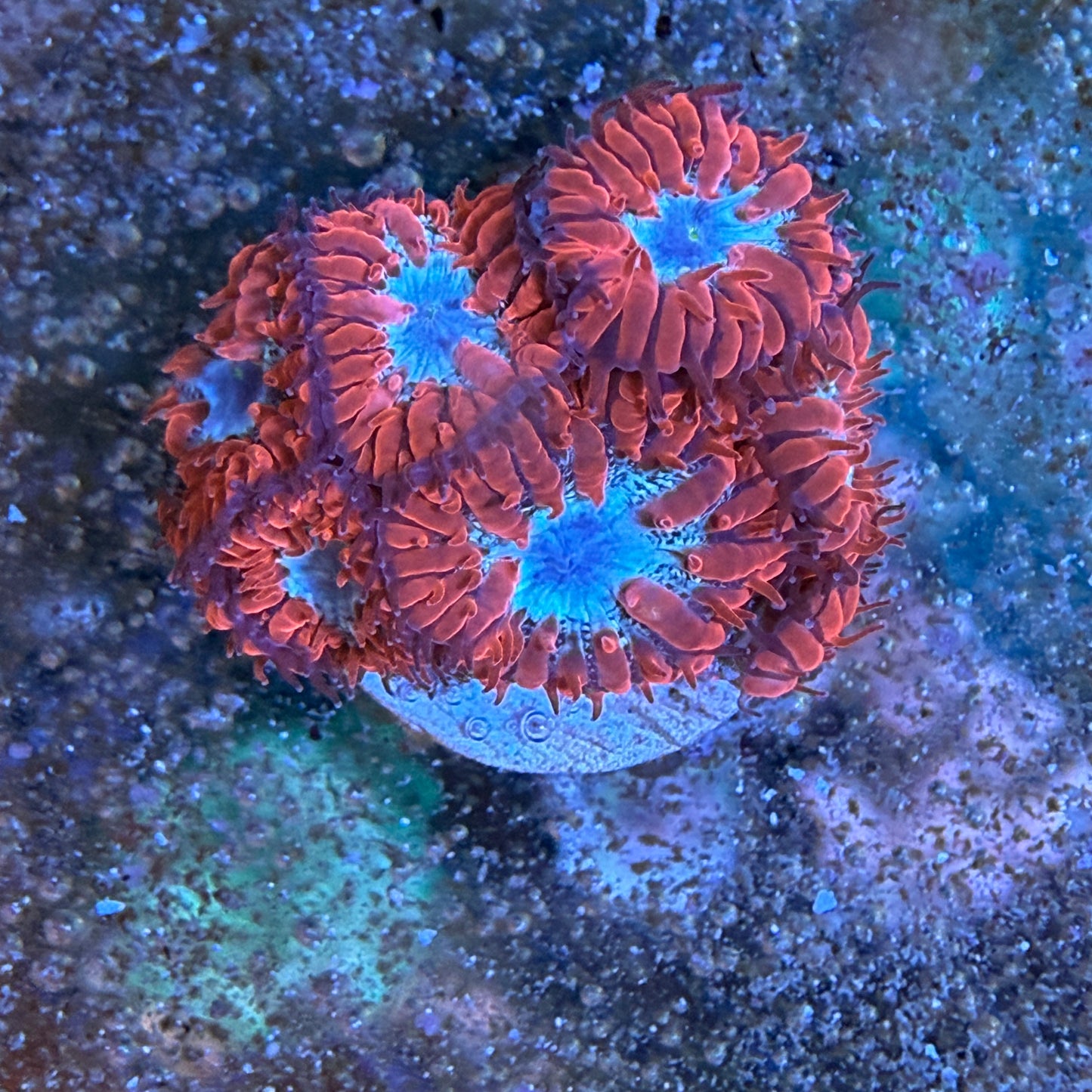 WYSIWYG Blasto Coral Frag