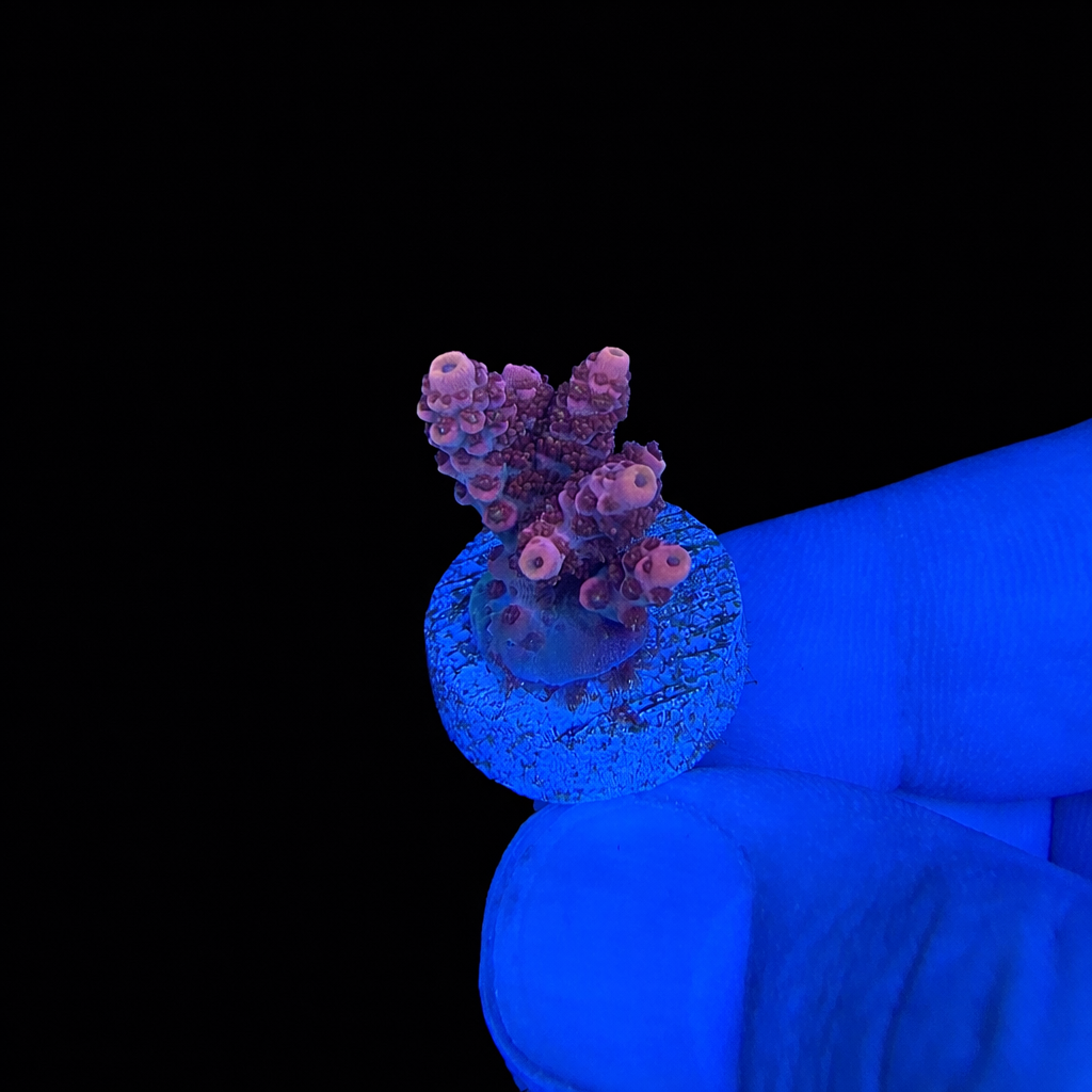 WYSIWYG TSA Rainbow Sherbet Coral