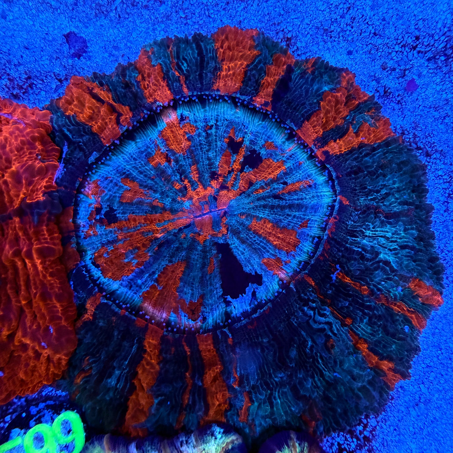 WYSIWYG Acanthophyllia
