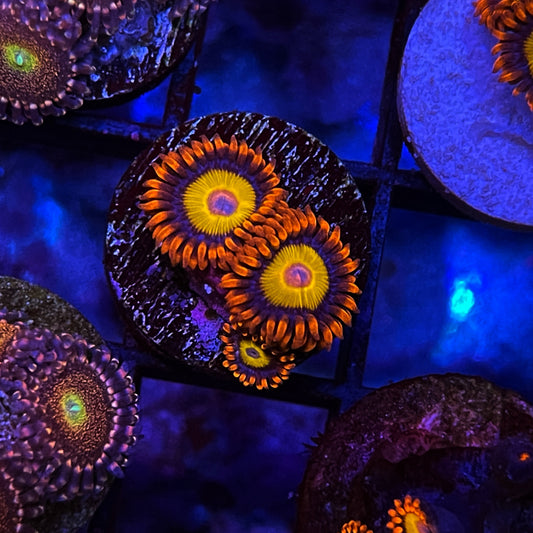 Blue Eyed Blonde Bitches Zoanthids