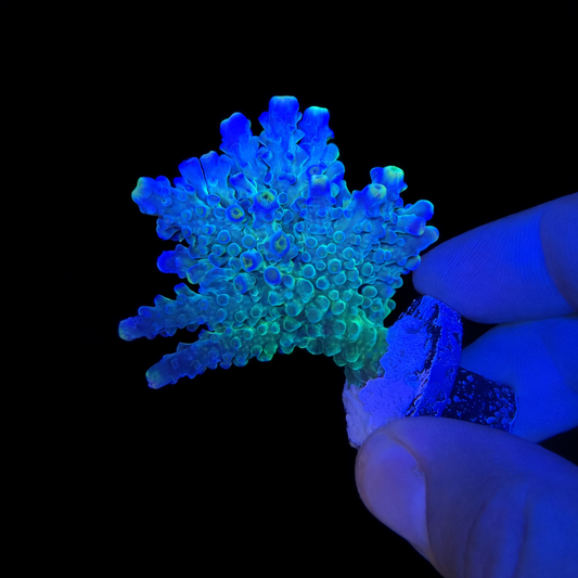 WYSIWYG Yellow Tip Tort Coral Colony