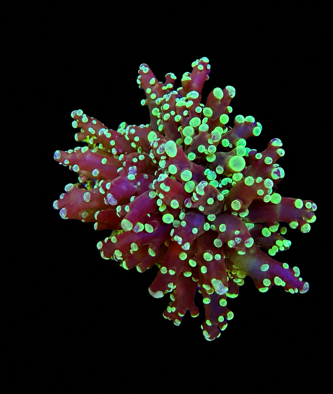 Green Tip Frogspawn Coral