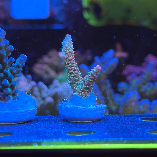WYSIWYG ASD Rainbow Millepora