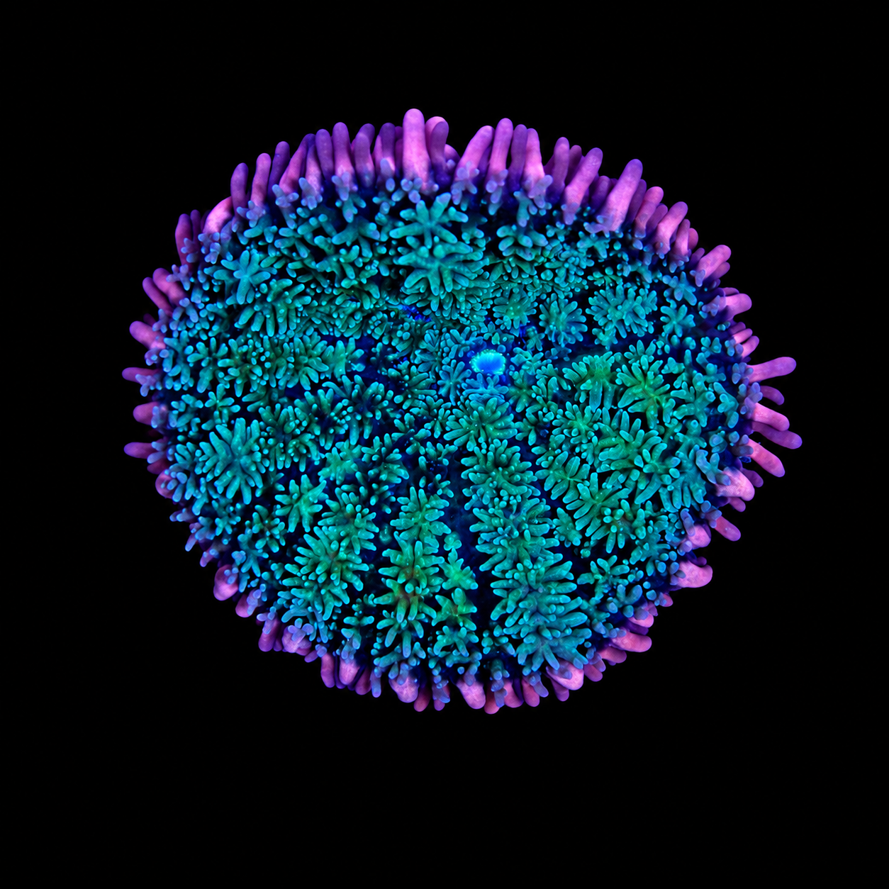 WYSIWYG Frankie’s Bride Mushroom Coral