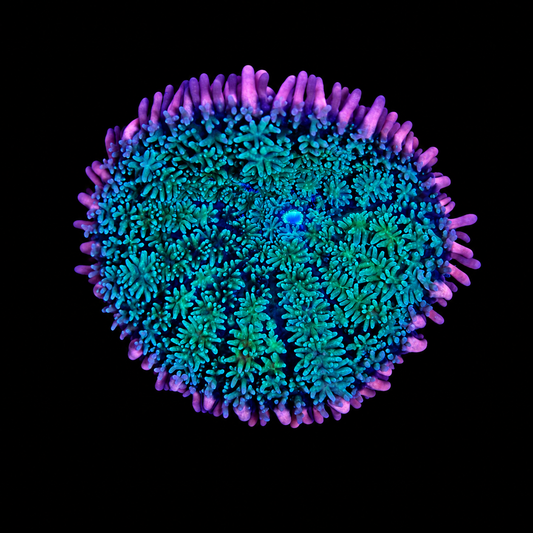 WYSIWYG Frankie’s Bride Mushroom Coral