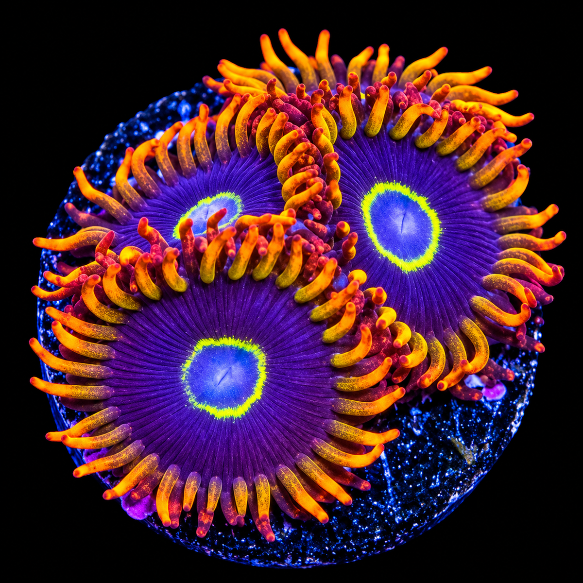 Rainbow Hornet Zoanthids Coral