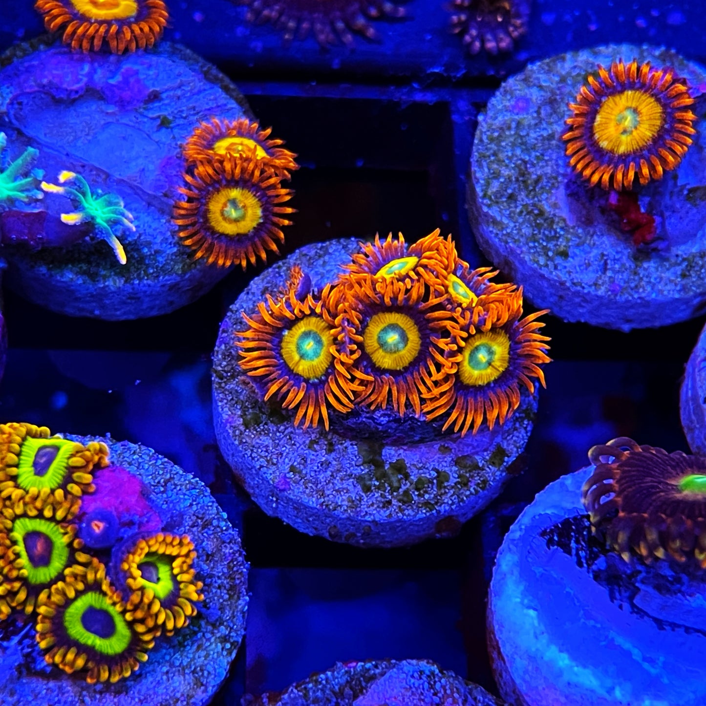 ECC Shatterfields Zoanthids