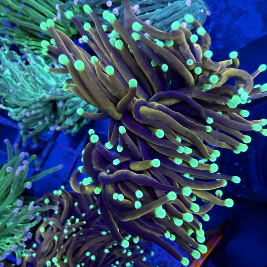 WYSIWYG Gold Indo Torch