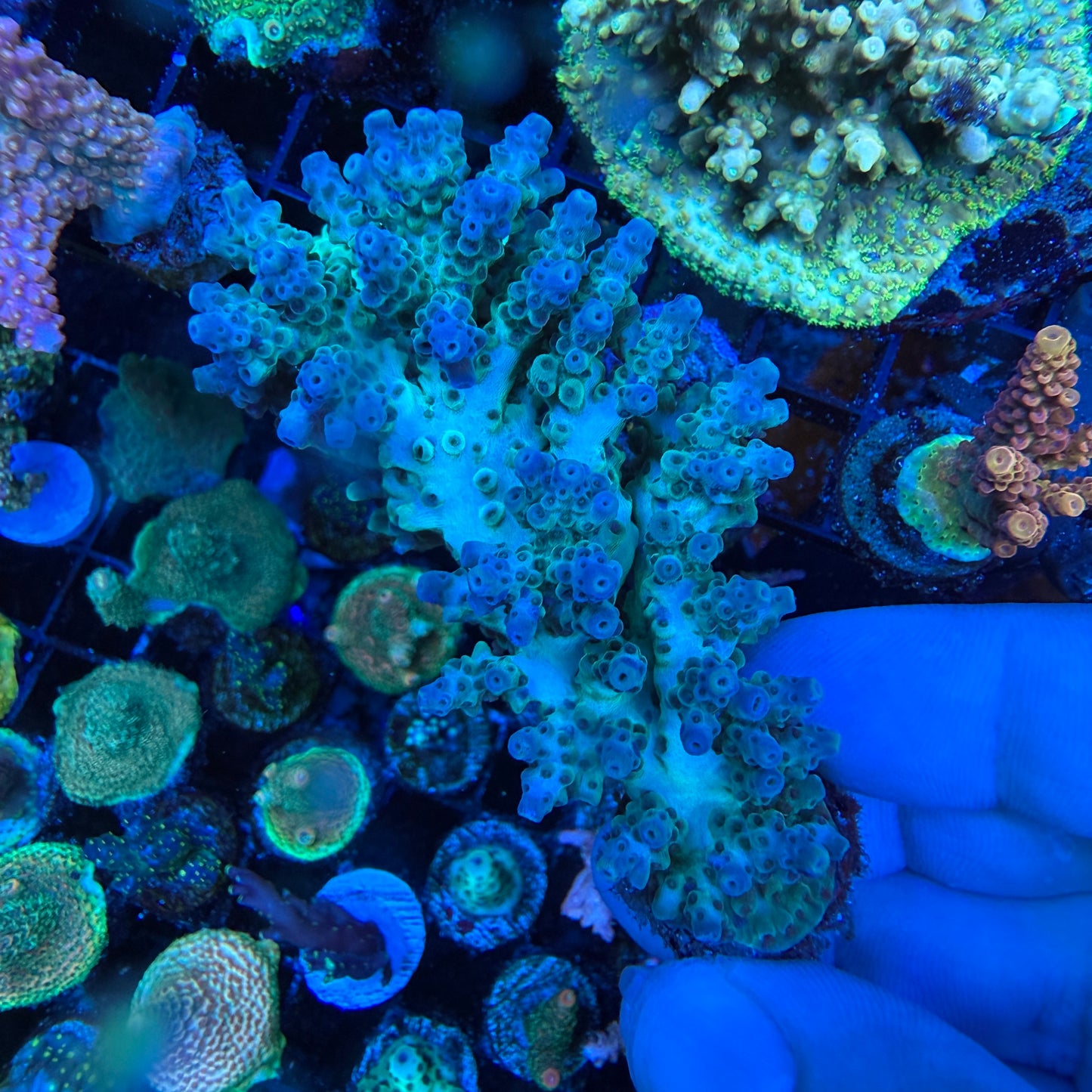 WYSIWYG AS Glacier Coral Colony