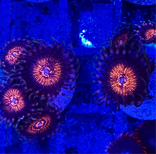 Stranger Things Zoanthids