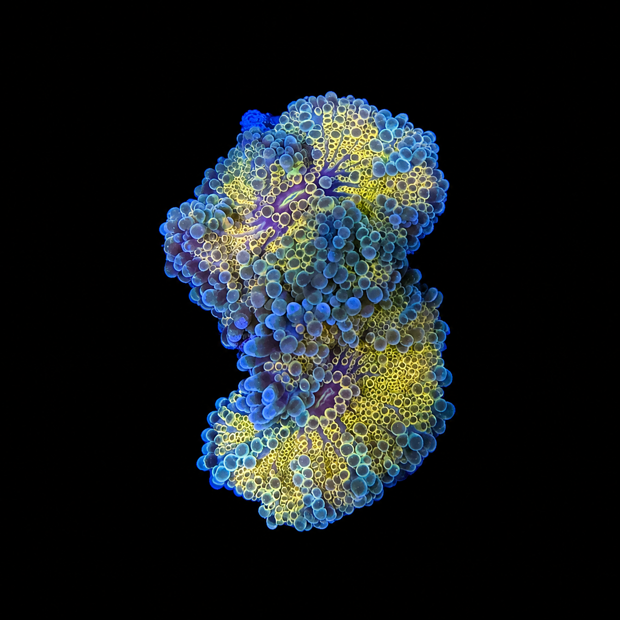 WYSIWYG Double High End Yuma Coral