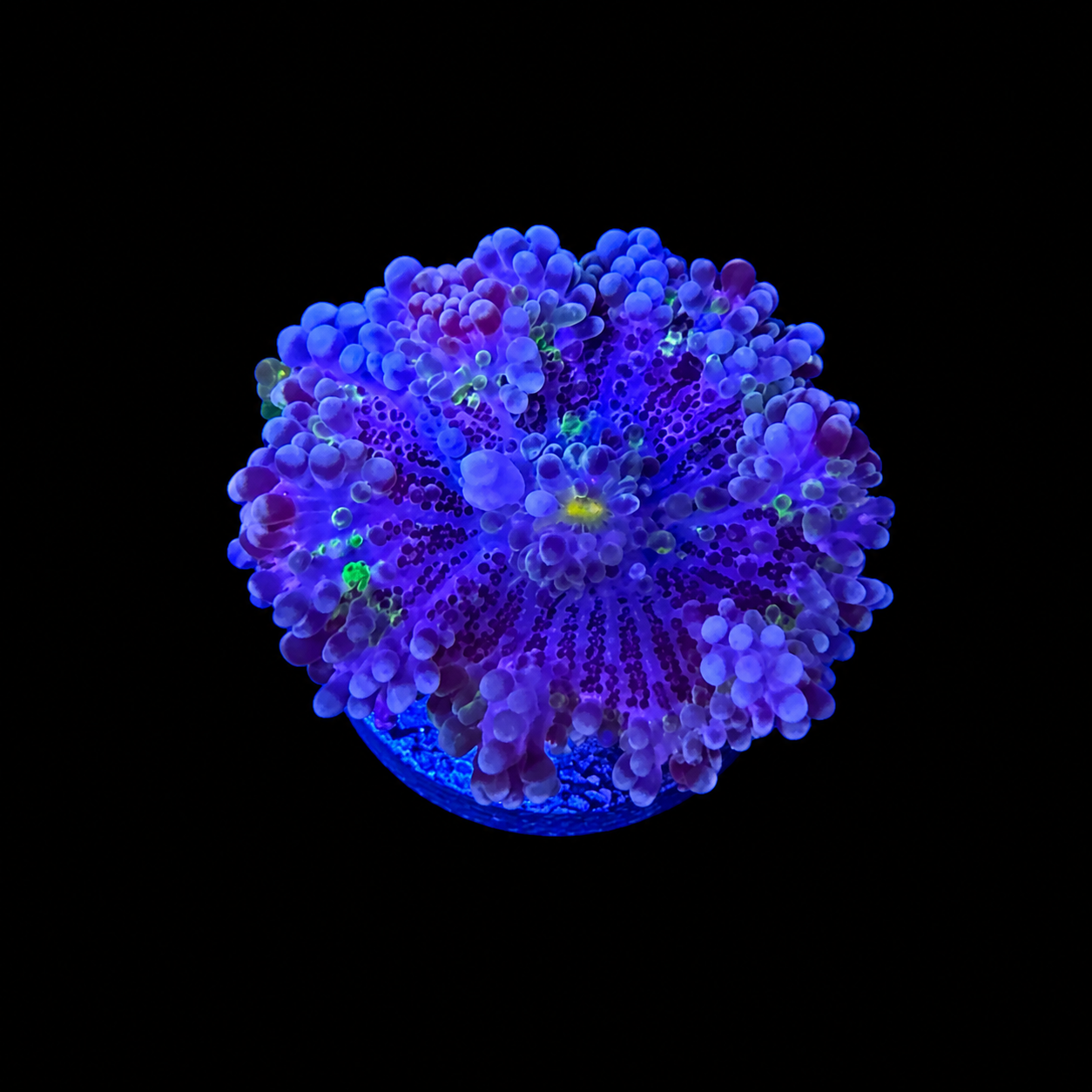 WYSIWYG High End Yuma Coral