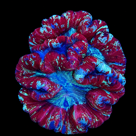 WYSIWYG Trachyphyllia Coral