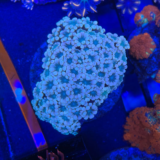 Alveopora Coral