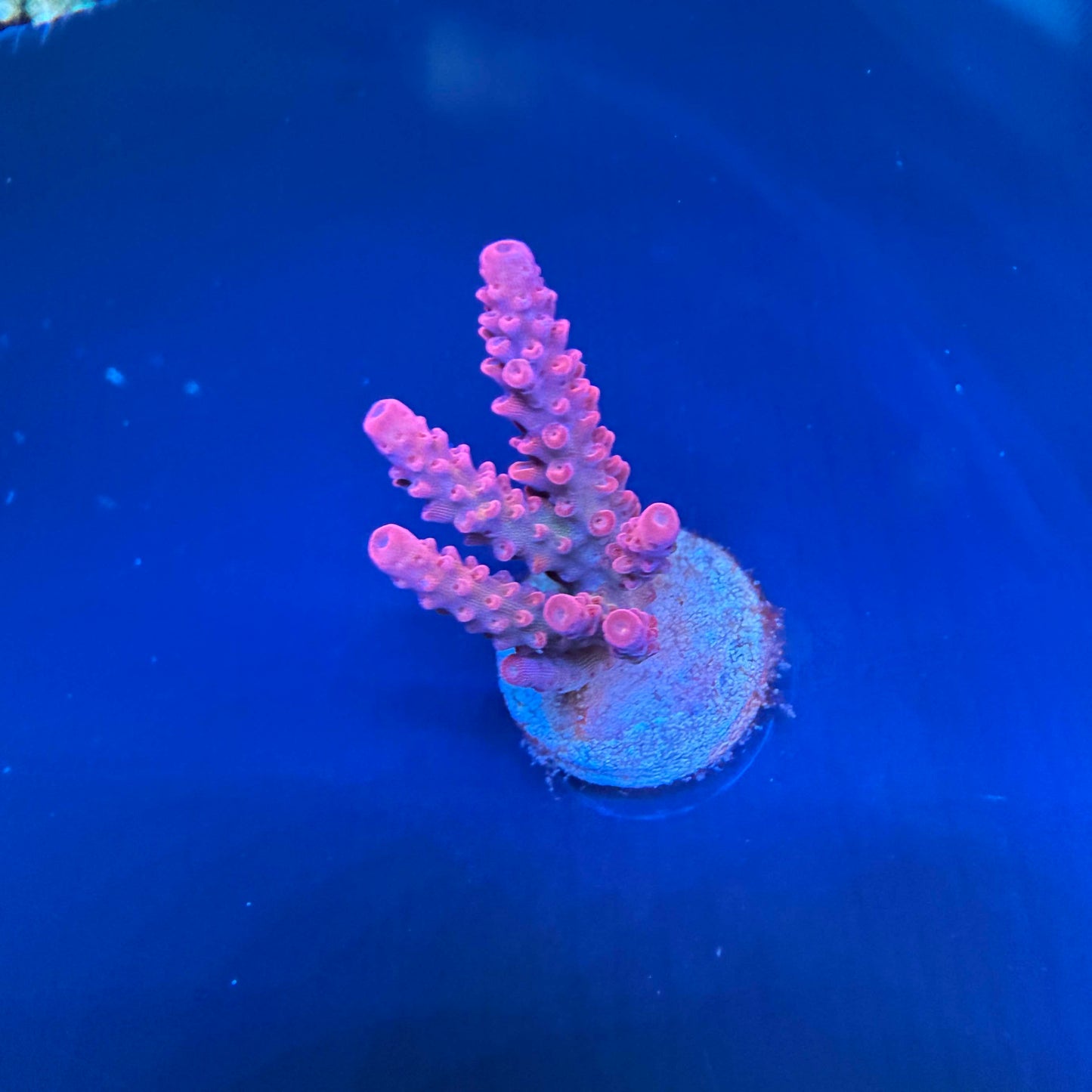 WYSIWYG PC Rainbow Acropora Coral