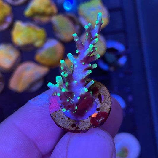 Pacman Dragon Acropora Coral