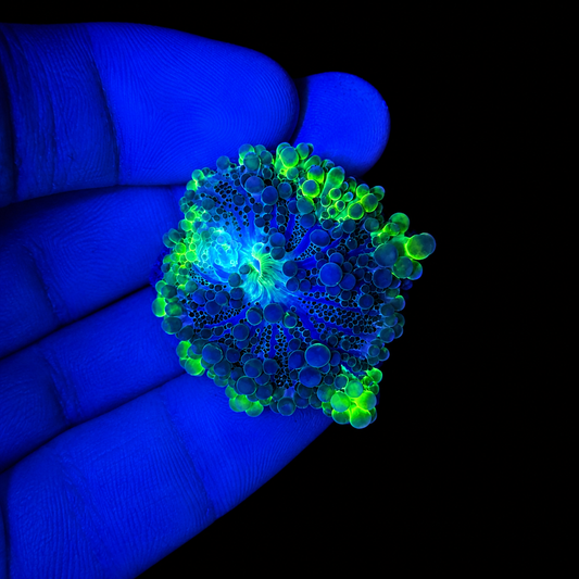 WYSIWYG High End Yuma Mushroom Coral
