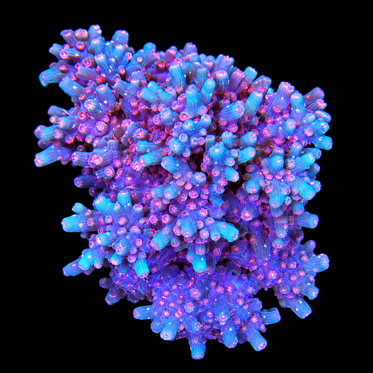 Branching Cyphastrea Coral