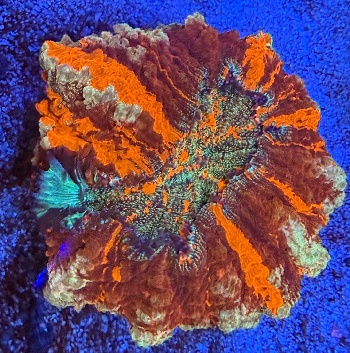 WYSIWYG Master Glitter Acanthophyllia Coral