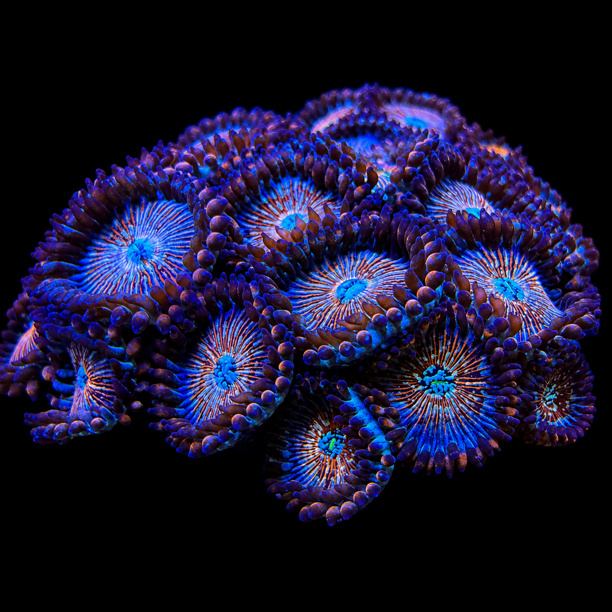 White Zombie Zoanthids Coral