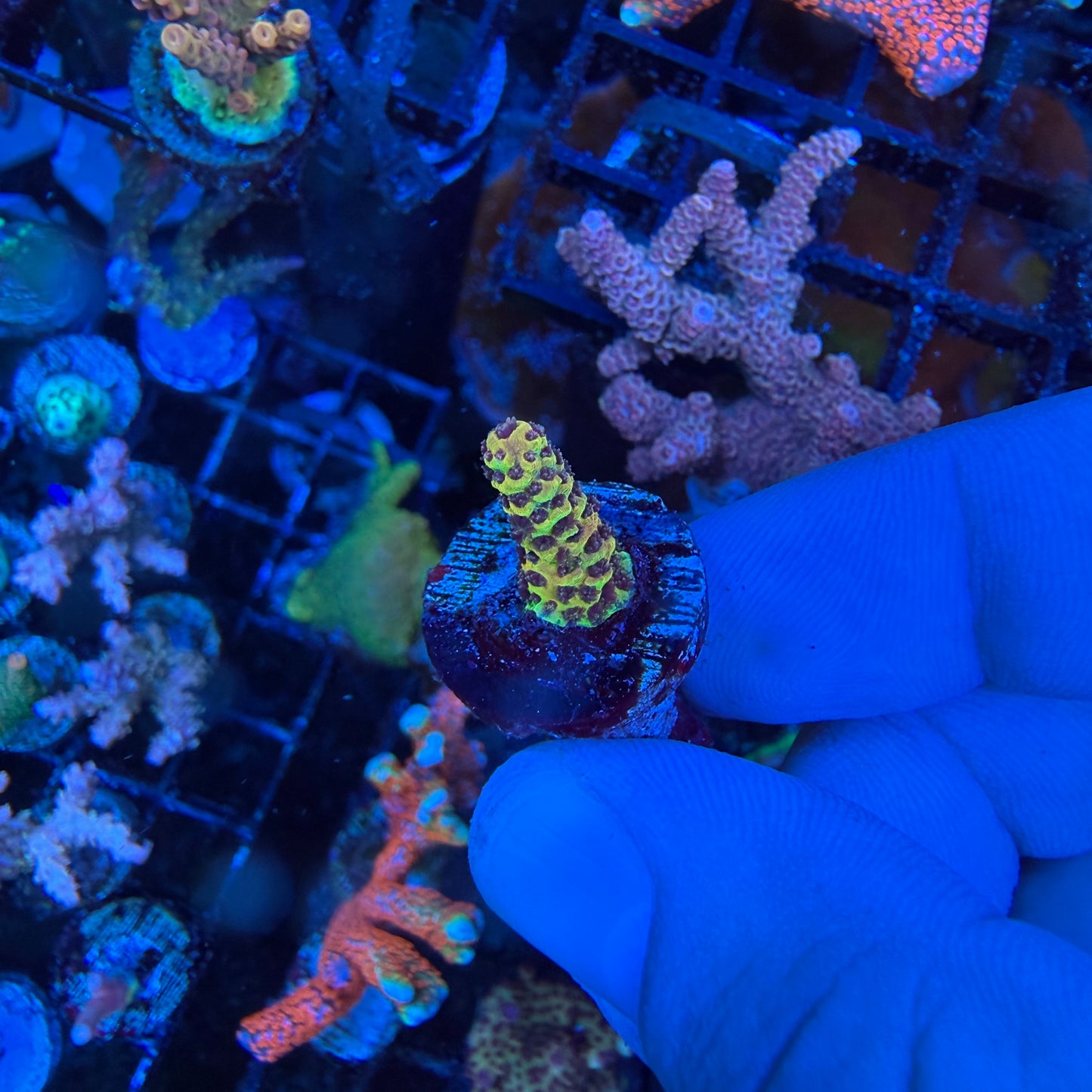 WYSIWYG Phantom Millepora Coral
