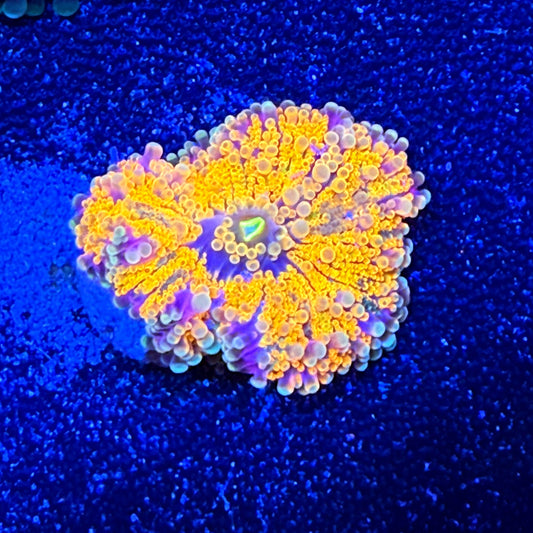 WYSIWYG Ultra Yuma Mushroom