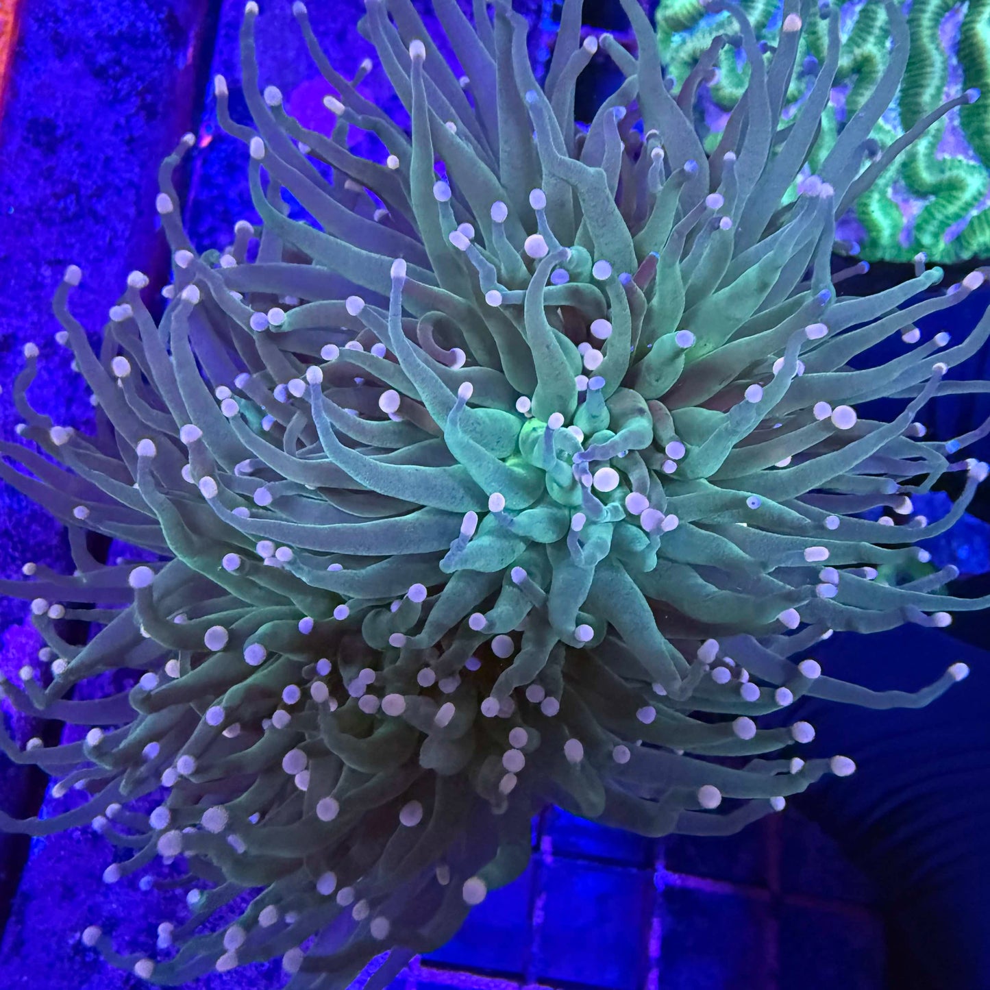 Pink tip torch coral with green and gold tentacles and soft pink tips under blue reef lighting