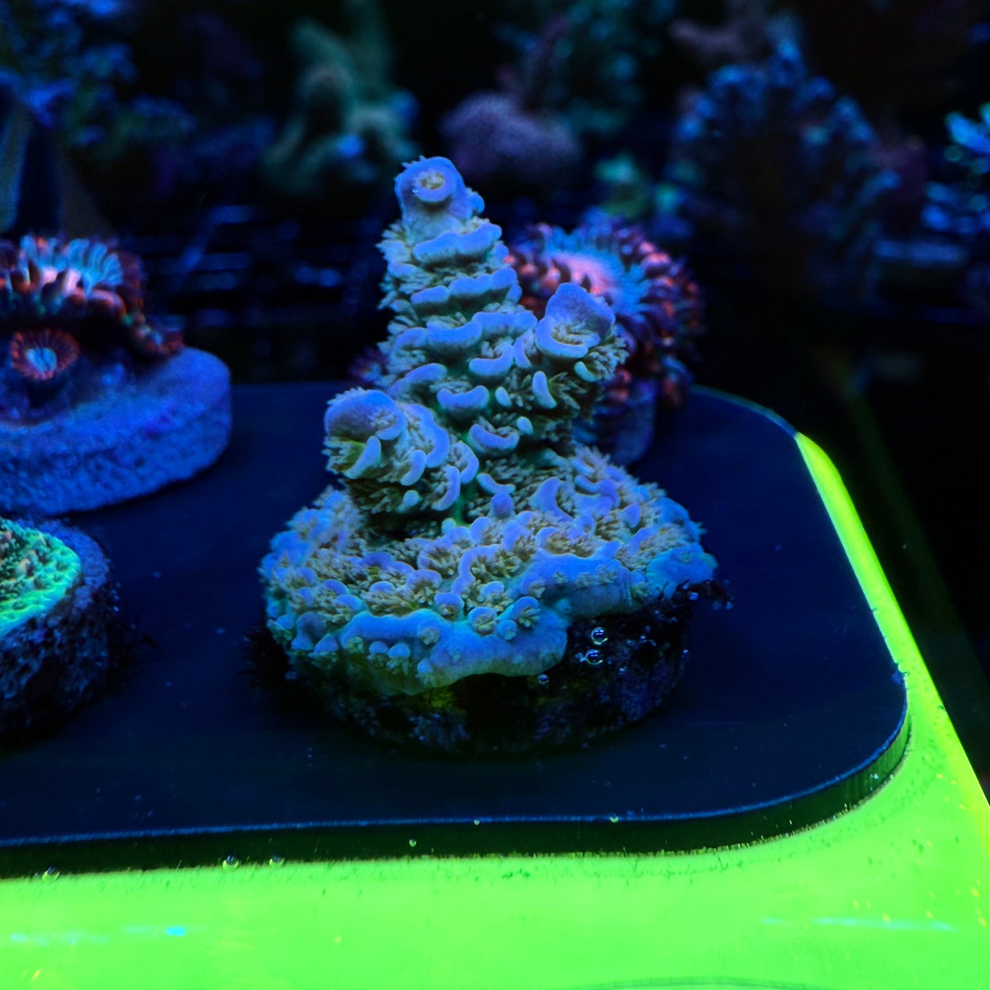 WYSIWYG AS Rainbow Tenuis Acro