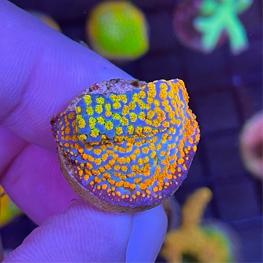 Rainbow Montipora