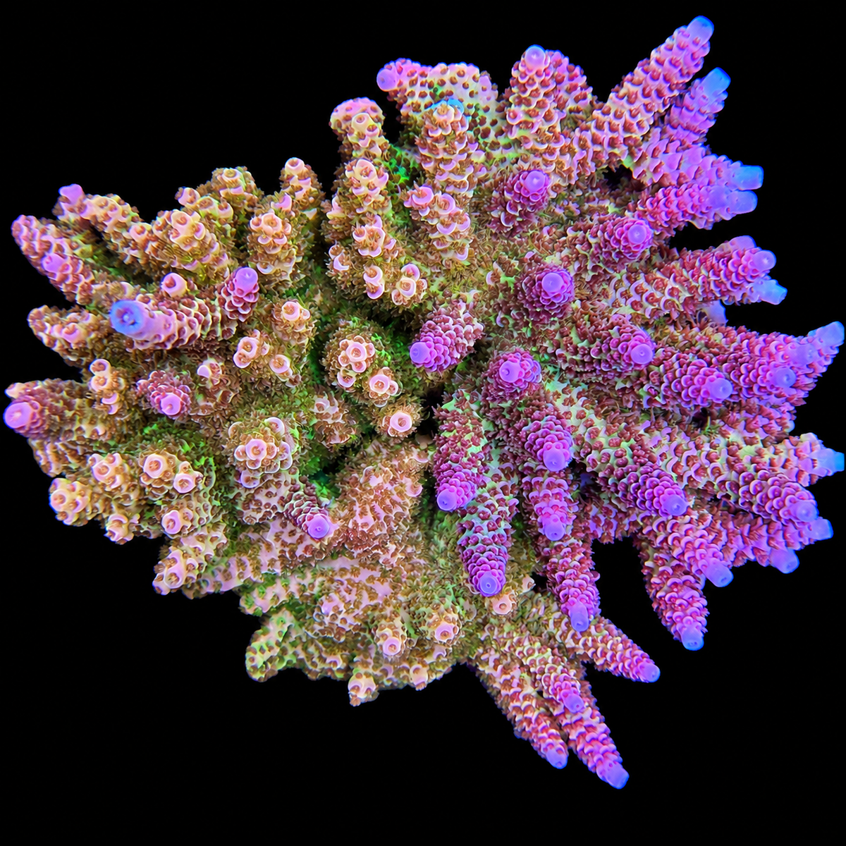 AS Aurora Acropora Coral