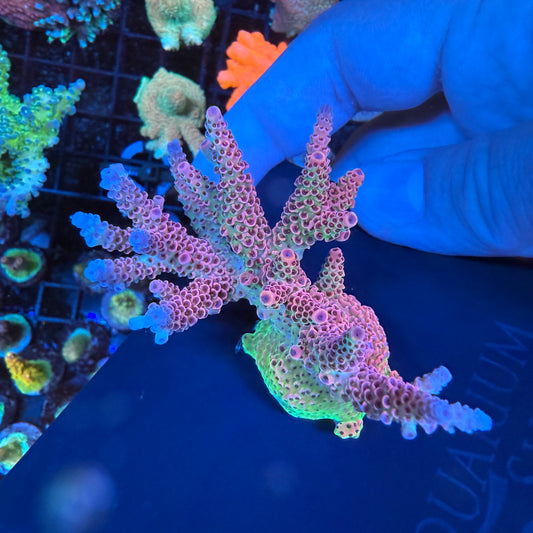 WYSIWYG AS Rainbow Millepora Colony